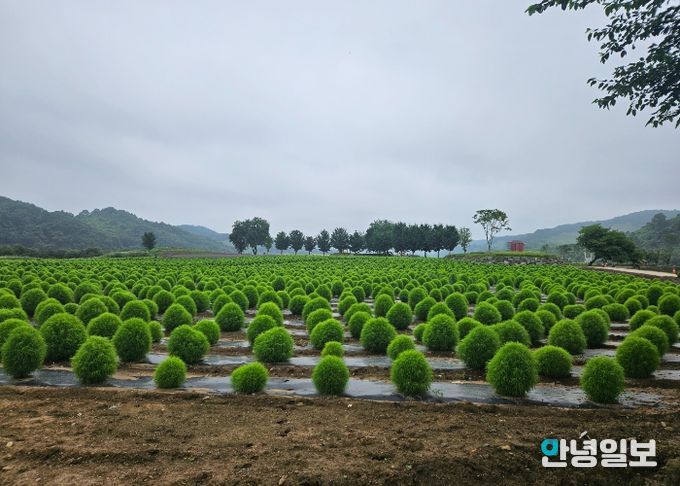 임진강 댑싸리정원