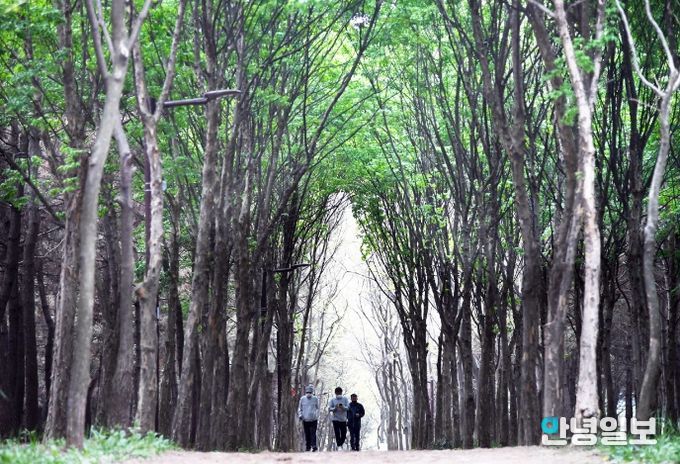 곰솔누리숲을 걷는 시민들