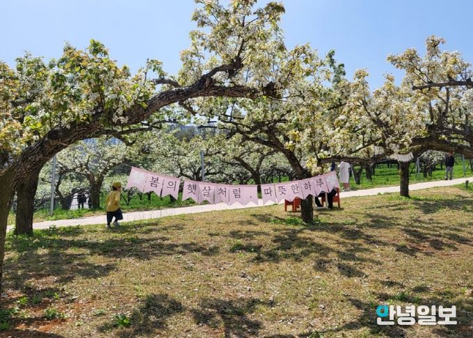 평택시 함박산 중앙공원 배꽃 나들이 성황