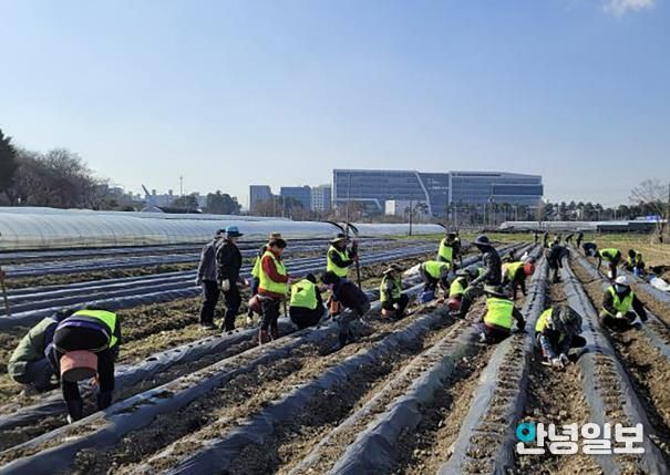 성남시 지역공동체 일자리 사업 중 참가자들이 농사체험장 조성 중인 모습