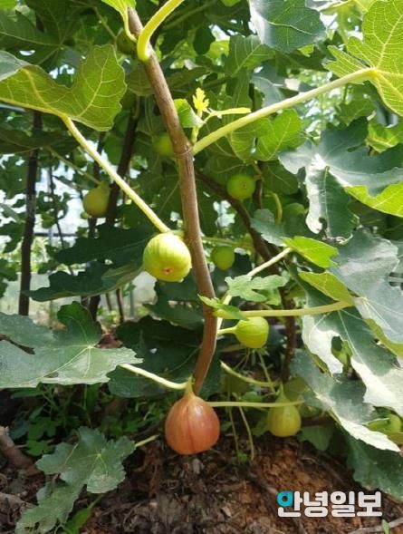 파주시, ‘아열대작물 재배교육’ 참여자 40명 선착순 모집