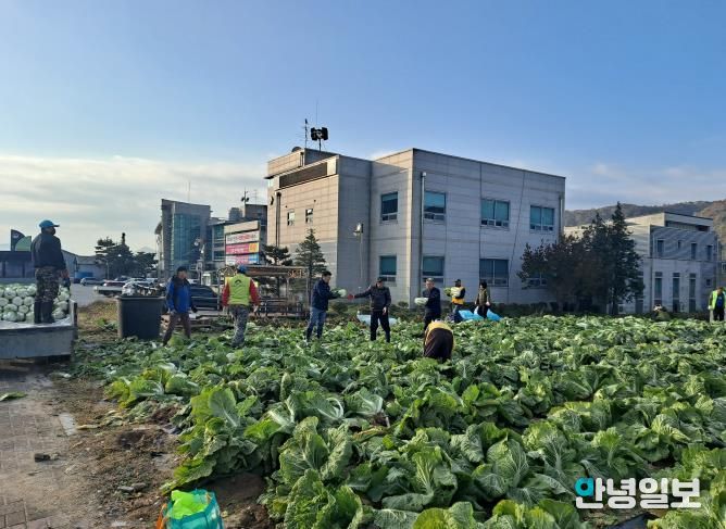 양평군 양동면 지역사회보장협의체, 기관·단체와 함께 동절기 배추·무 수확