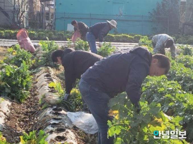 파주시 법원읍 대능5리 김인호 이장, ‘사랑의 김장무 1,000개’ 나눔