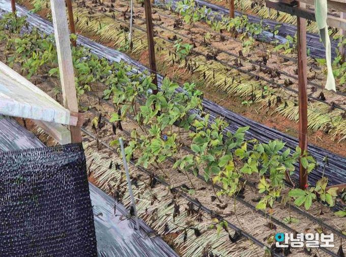 안성시, 농업시설 폭설·한파 사전대비 및 현장점검 실시