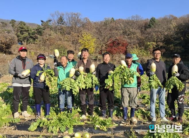 광주시 탄벌동 새마을회, ‘사랑의 무’ 1천200㎏ 수확…이웃사랑 실천