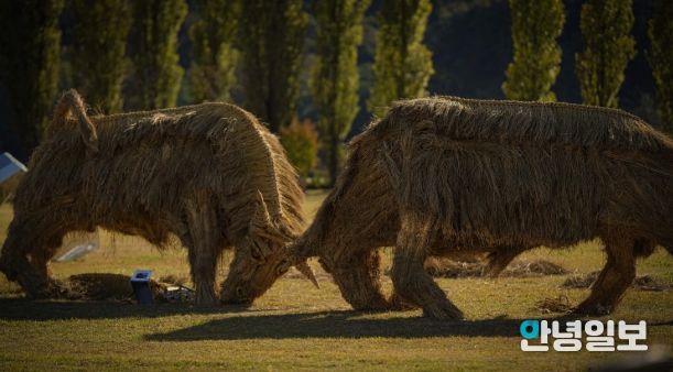 짚 황소 머리를 맞대고 싸우는 소를 짚을 활용하여 역동적으로 표현(사진제공=아름다운강천 사회적협동조합)