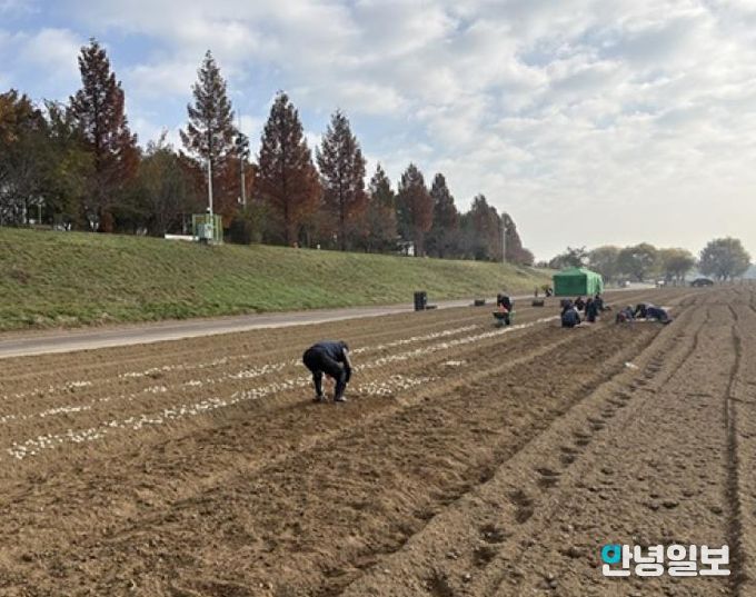 파주시 금촌2동, 내부 인력으로 2026 공릉천 튤립축제 식재 작업 완료