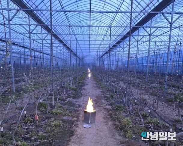 파주시, 원예특작분야 기술보급사업 대상자 모집