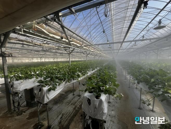 광주시, 선택형 맞춤 농정사업 추진…명품 농산물 육성 본격화