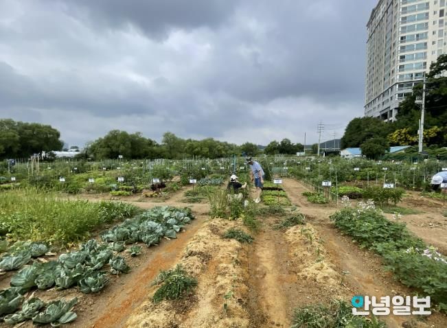 용인특례시는 오는 2월 3일부터 13일까지 용인시민농장에서 텃밭을 가꿀 도시농부 총 815팀을 모집한다