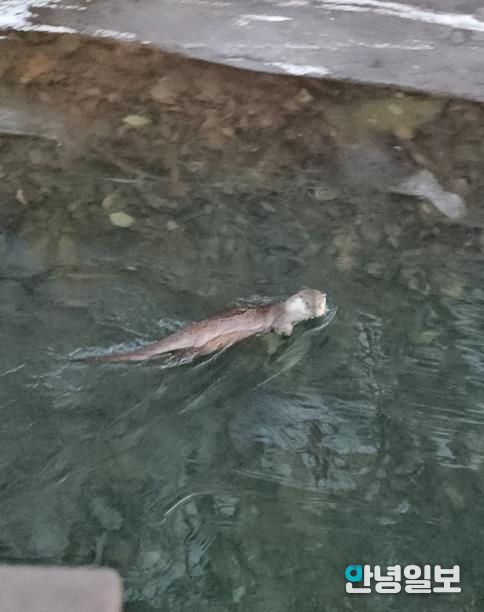 수달_안양 서혜주 제공