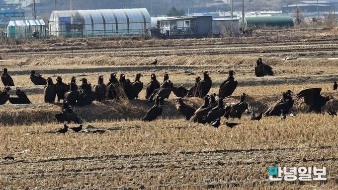 ‘파주 독수리 식당’ 생태여행 성황리 종료