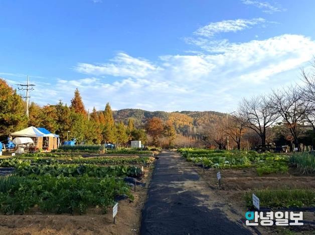 안성시, 2026년 도시농업공동체 공공텃밭 분양자 모집
