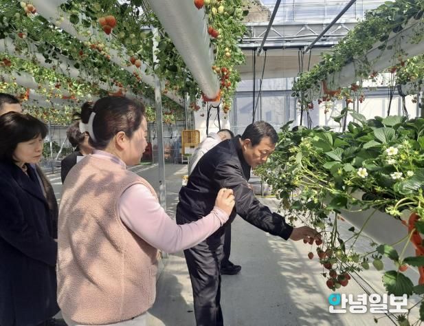 광주시 김충범 부시장, 곤지암읍 딸기 재배 농가 현장 방문