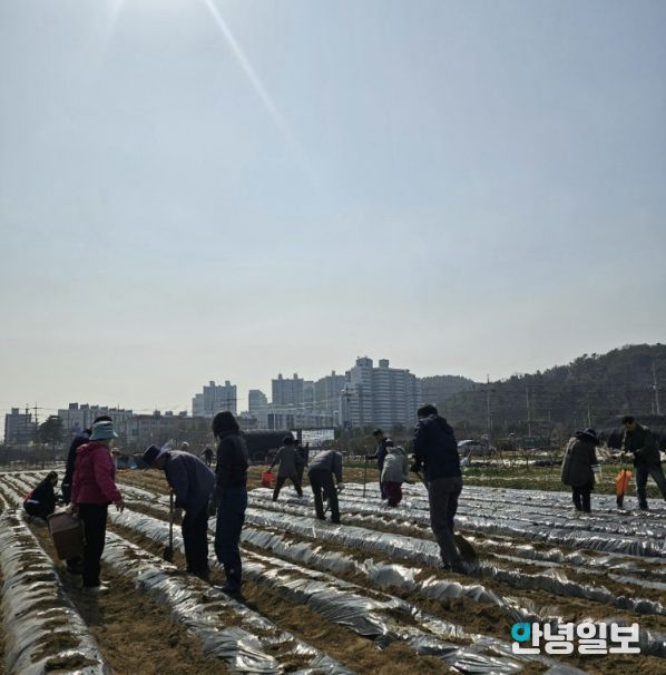 시흥시 신현동 통장협의회, '이웃돕기 감자 심기' 행사 진행