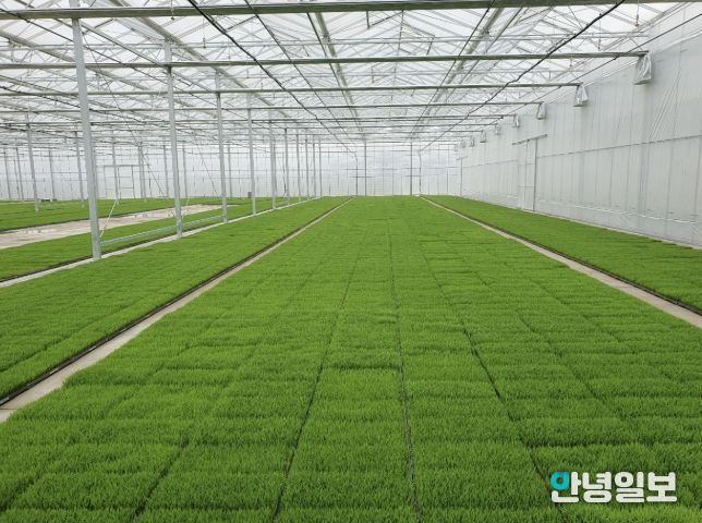 고품질 여주쌀 생산을 위한 볍씨소독 및 적기 못자리 설치