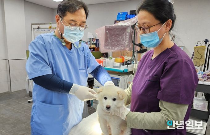 반려견 접종 사진