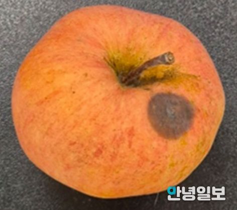 사과 탄저병