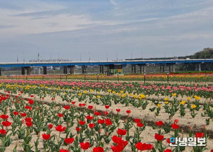 여주시민공원 아름다운 튤립, 주말 만개 기대